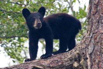 Los osos son los más afectados por la sequía que afecta a California