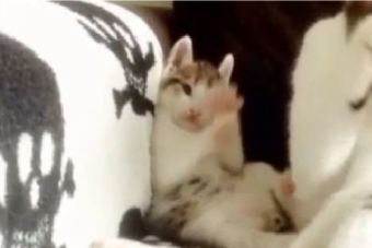 [Video] Un pequeño gato imita a su madre