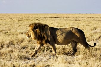 ​Matar a un león: uno de los actos más cobardes