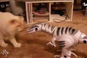 [Video] Gatos son registrados peleando con dinosaurios