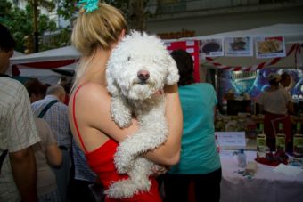 Los perros esquivan a las personas desagradables con sus dueños