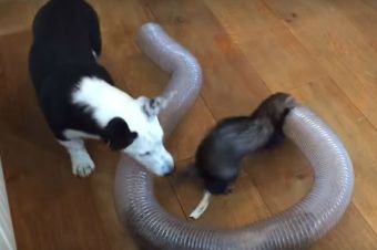 Corgi se divierte con dos hurones (video)