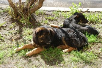 Un pueblo argentino donde hay más perros que personas