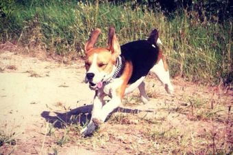 Charlie, el beagle que cuida muy bien de los bebés