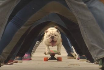 Bull Dog Logra Record Guinness en Patineta