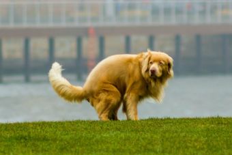 En Nueva York usarán caca de perros para iluminar parques