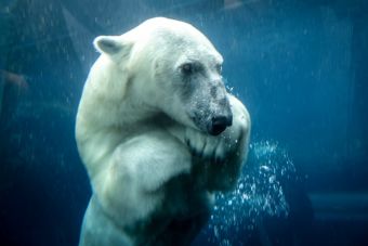 El cambio climático ha hecho que los osos polares también cambien la dieta