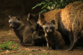 En un zoológico mexicano nace una camada de 9 perros mapaches