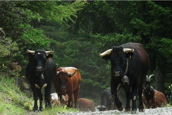 Animalistas españoles denuncia a autoridades por el tradicional Toro de La Vega