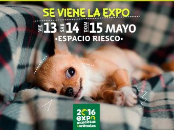 Regalonea a tu mascota con la Expo Mascotas y Animales