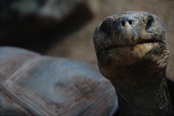 La última tortuga gigante: el Solitario George