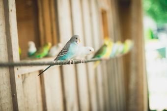 Cómo cuidar (y mantener) a tus pájaros