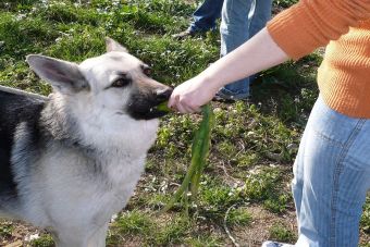 Perros y gatos vegetarianos