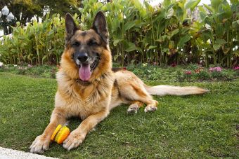 ¿Cómo saber si mi perro fué envenenado?