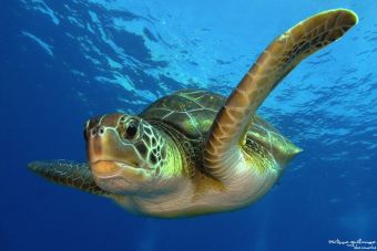 La hermosa experiencia de tener una tortuga marina como mascota