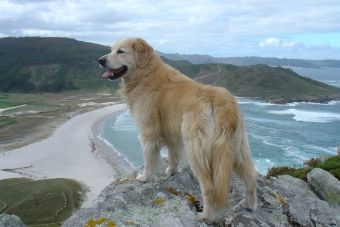 Las 12 mejores razas de perros para convivir en familia - Mascotadictos