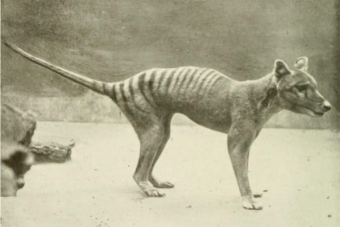 Animales Extintos: El Lobo o Tigre de Tasmania