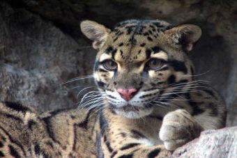 Animales extintos: Leopardo Nublado de Formosa