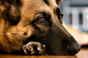 Cuidados del perro adulto