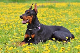 Cómo superé el trauma de ser mordida por un perro