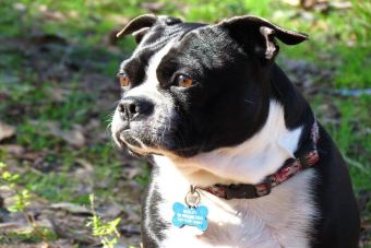 Perfiles: Boston Terrier