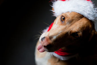 Delicias navideñas que no debes darle a tu mascota