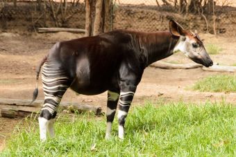 Animales que no creerás que existen: Okapi