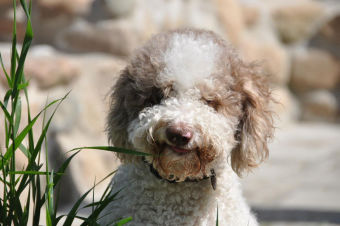 Perfiles: Lagotto Romagnolo