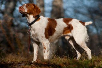 Perfiles: Spaniel Bretón o Brittany