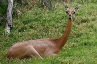 Animales que no creerás que existen: Gerenuk