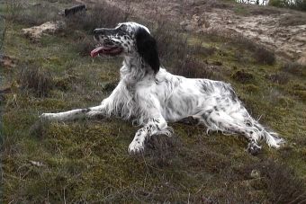 Perfiles: English Setter