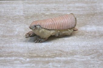 Animales que no creerás que existen: Armadillo Hada Rosa