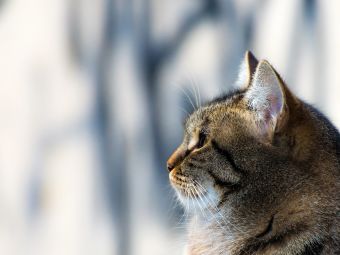 ¿Por qué se dice que los gatos tienen 7 vidas?