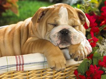 Resultado de imagen para perros durmiendo