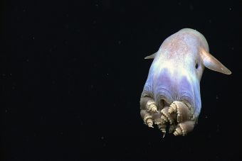 Animales que no creerás que existen: Pulpo Dumbo