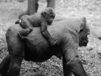 Mamás del reino animal con sus crías a cuestas