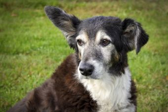 Limpieza de orejas y oídos en perros