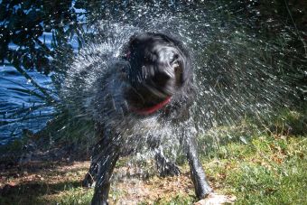 ¿Por qué los perros se sacuden?