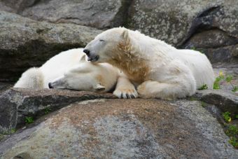 Aurora y Peregrino, los nuevos osos polares del Acuario de Sao Paulo