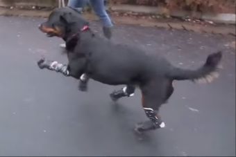 Video: Mira a Brutus corriendo con prótesis de patitas