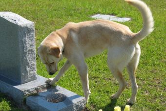 Perrito es encontrado quemado en plena calle de Melipilla