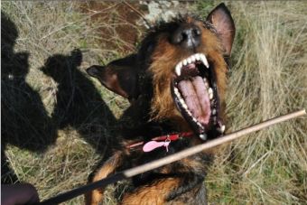 Perro que atacó a niño salvado por 