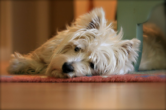 Sólo para valientes: El West Highland White Terrier