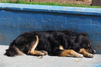 ​¿Por qué es bueno esterilizar a nuestras mascotas?