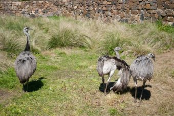 Jauría de perros atacó a 27 ñandúes en Zoológico de Mendoza