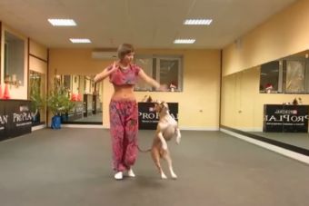 Este Pit Bull causa furor en YouTube con su baile árabe