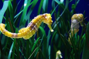 Caballitos de Mar: Hasta que la muerte los separe