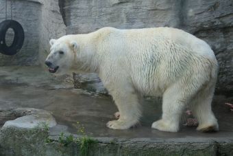 Niña de 11 años pide traslado de oso polar del zoo Metropolitano a Canadá