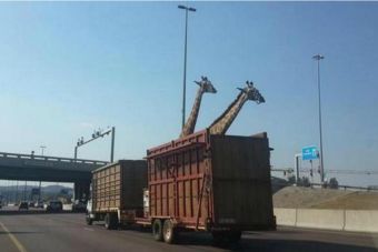 Jirafa murió al chocar con un puente cuando era transportada por autopista