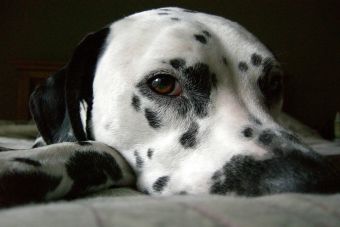 ¿Cuántas veces al día debe comer un perro?